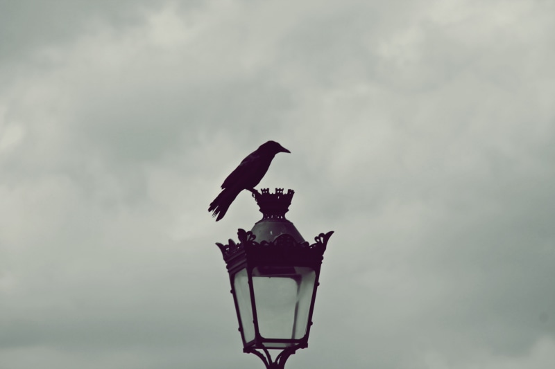 4K, eagle, sculpture, street light, perching, day, gray, one animal, art and craft, animals in the wild, statue, bird, outdoors, human representation