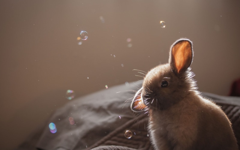 1080P, rabbit, brown, bunny, cute