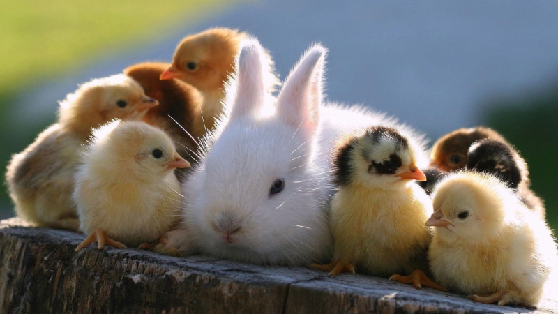 rabbit, baby, chick, bunny, 4K, cute, easter, chicks