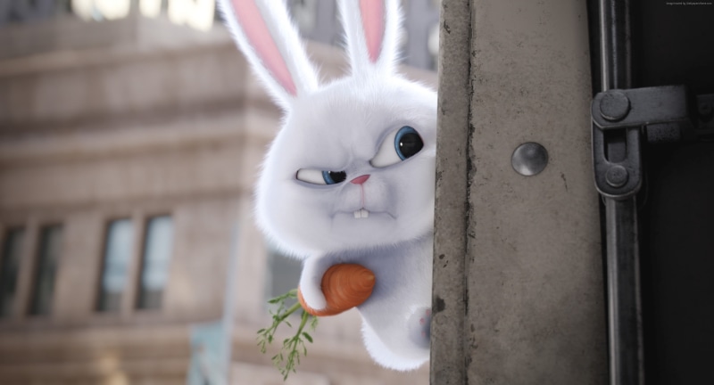 cartoon, The Secret Life of Pets, rabbit, Best Animation Movies of 2016, 2K