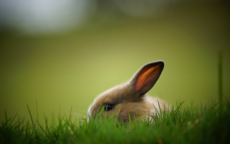 one animal, plant, grass, 1080P, animal body part, animal head, animals, animal wildlife, mammal, selective focus, outdoors, day, domestic animals, domestic
