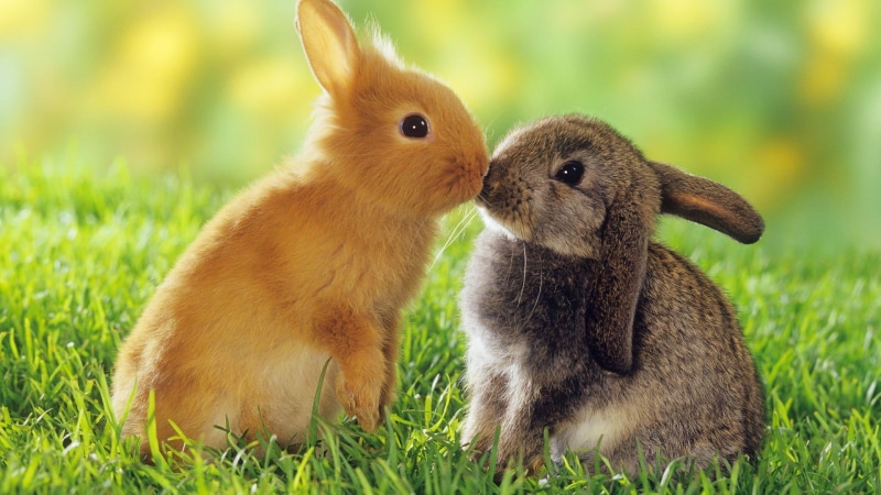 bunnies, 1080P, brown, gray, rabbit, bunny, 1920x1080, animals, kissing