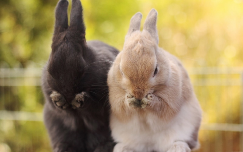 cute, group of animals, no people, animal family, two animals, focus on foreground, front view, nature, young animal, hair, day, softness, mammal, animals