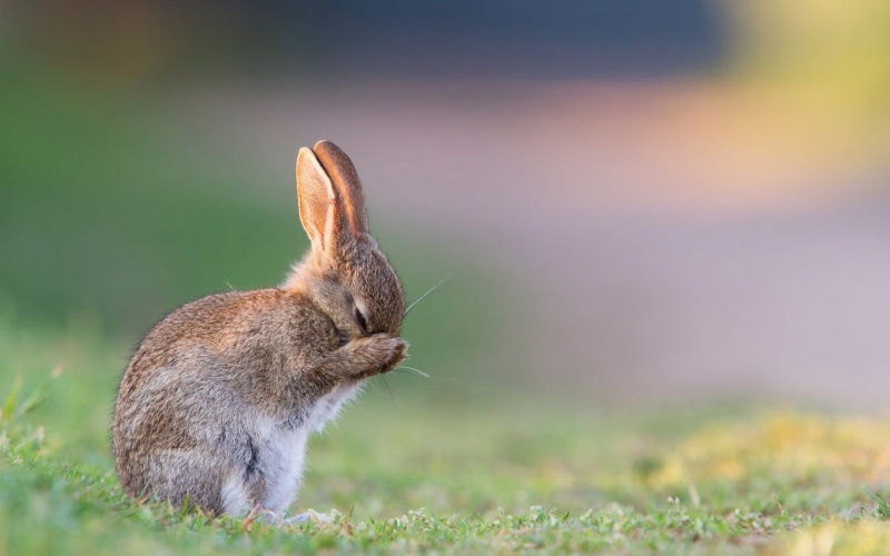 day, animal themes, no people, plant, 720P, easter, rabbits, side view, fur, animal, mammal, animal Ear, nature, hare, animals In The Wild, rabbit, focus on foreground