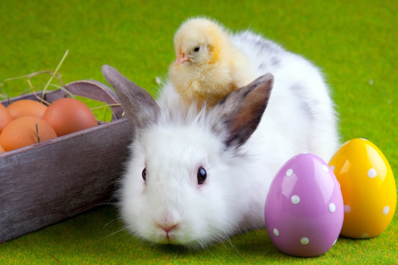 green Color, springtime, nature, close-up, friendship, rabbit, no People, grass, white, animal themes, eggs, baby Rabbit, meadow, fun, farm, pets, vertebrate