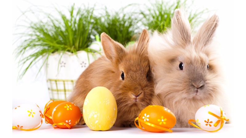 bunnies, indoors, animal, plant, pets, rabbit, bunny, easter eggs, domestic, rabbit - animal, 4K, holiday, close-up, easter, no people, vertebrate, celebration