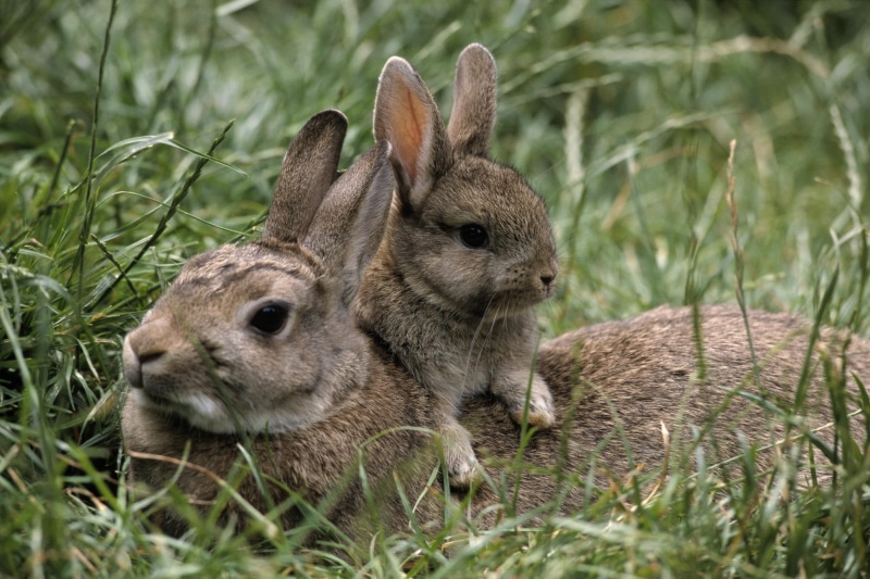 1080P, rabbit, animals, motherhood