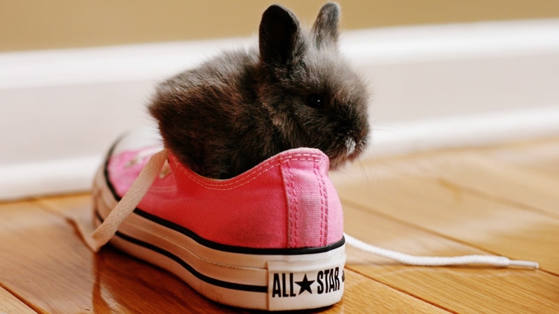 animal body part, small, black, shoes, domestic animals, clothing, focus on foreground, rabbits, shoe, rabbit, mammal, animal themes, domestic, wood, cute