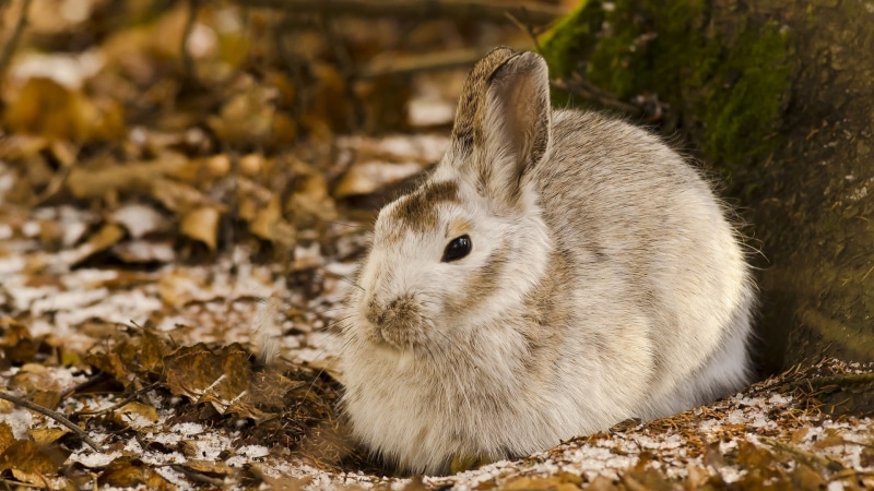 sunlight, animal body part, animal, animal wildlife, mammal, outdoors, day, focus on foreground, vertebrate, pets, one animal, animals, rabbit - animal