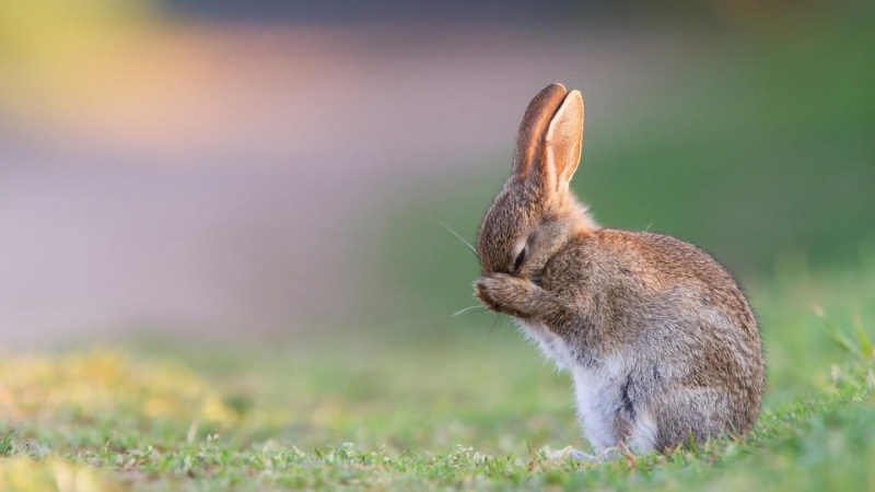 bunny, cute, 1080P, field, rabbit, blurry, grass