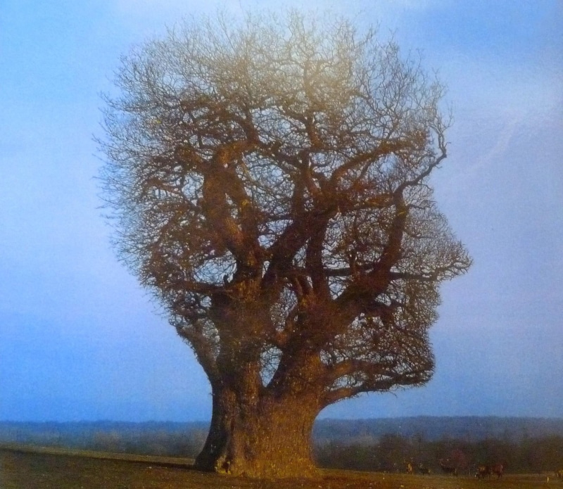 1080P, tree, blue, 3d and abstract, floyd, cover, nice, album, music, head, pink, fantasy, face