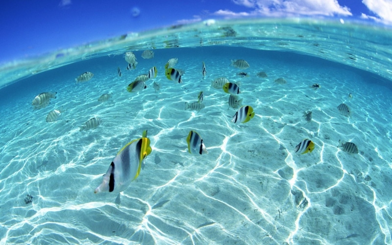tropical fish, marine, beauty in nature, animals in the wild, underwater, vertebrate, blue, swimming, nature, no people, sea life, turquoise colored, transparent