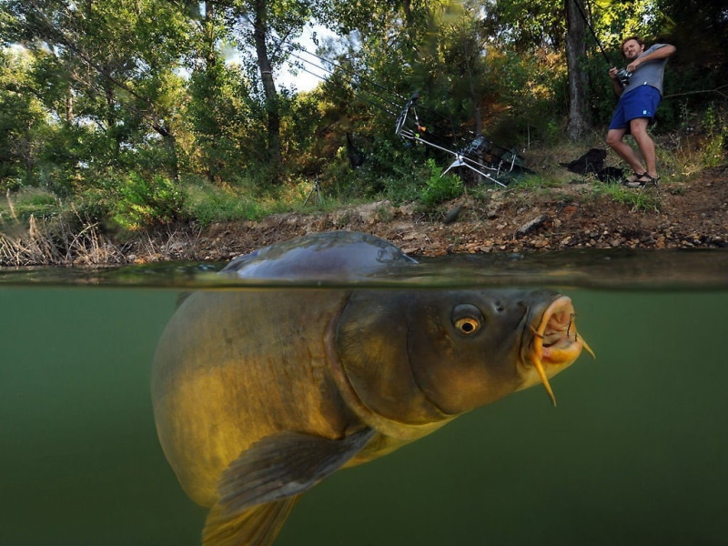 catch of fish, lifestyles, people, plant, lake, vertebrate, water, men, outdoors, one animal, animal wildlife, split view, 480P, swimming, real people