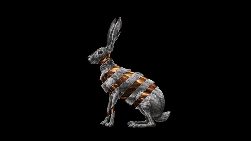 nature, animals in the wild, domestic animals, arthropod, rabbit, copy space, 1080P, no people, full length, vertebrate, album covers, animal, gray, animal themes