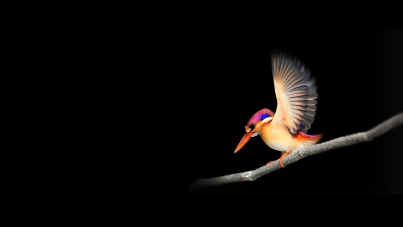 Bird, Microsoft Surface Go, 2K, Stock, Woodpecker, Dark background