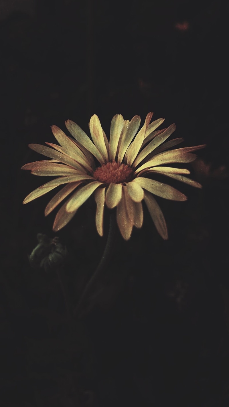 nature, flower head, freshness, vulnerability, fragility, no people, outdoors, growth, landscape, plant, black background, portrait display, close-up, beauty in nature