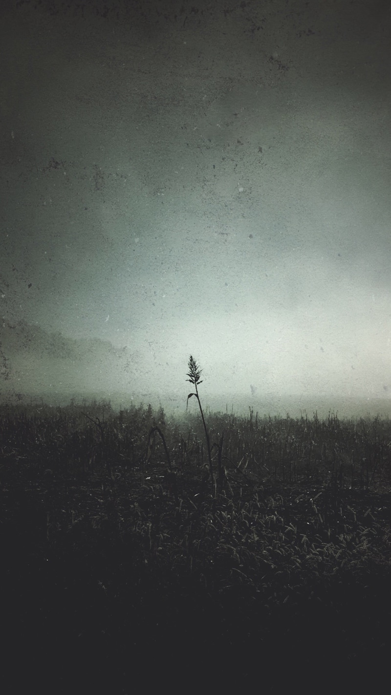 outdoors, environment, grass, plant, land, cloud - sky, tree, fog, tranquil scene, 1080P, beauty in nature, portrait display, nature, rain, landscape
