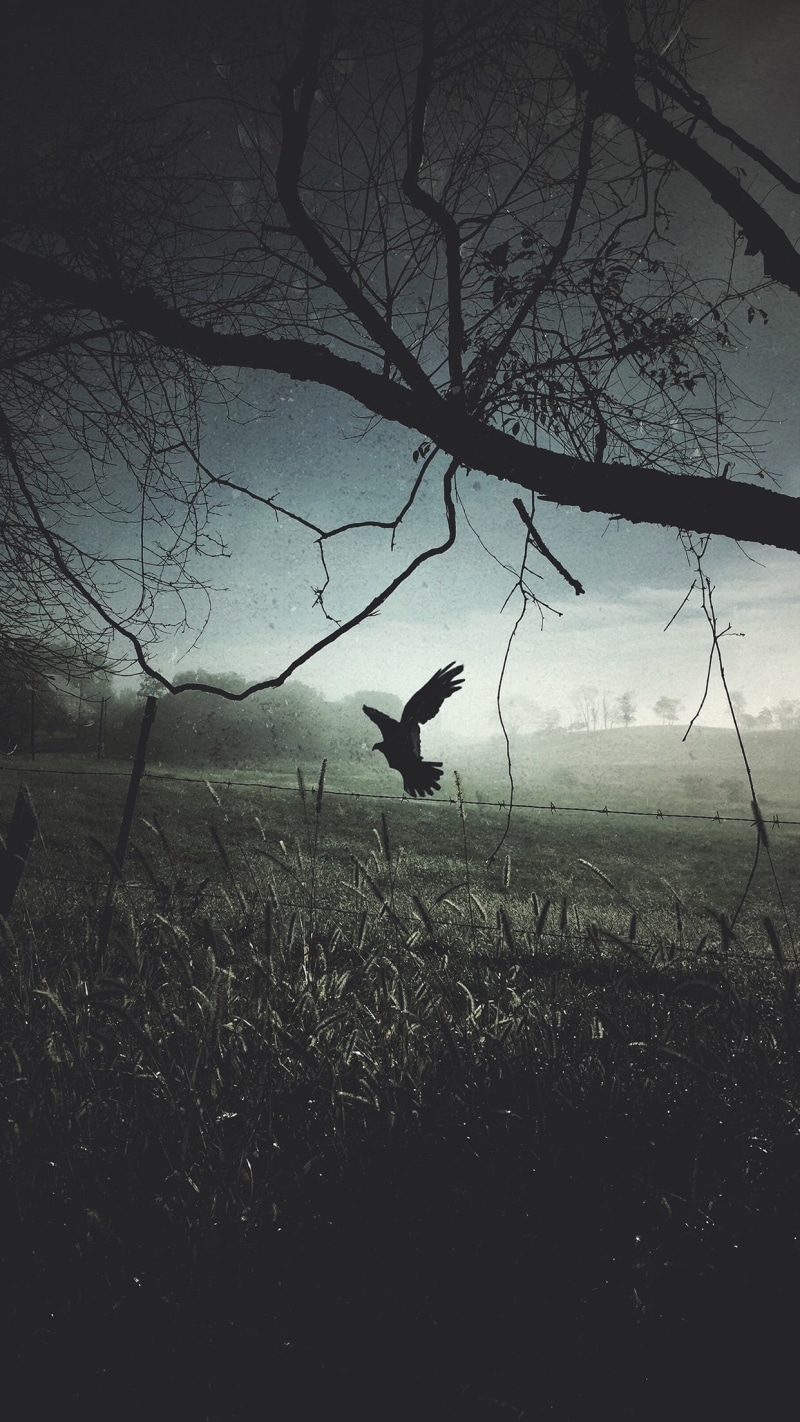 vertical, field, bird, branch, animal themes, tranquility, no people, animal wildlife, one animal, landscape, portrait display, tree, animals in the wild