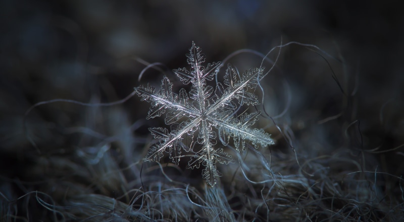 plant, outdoors, Transparent, field, fragile, Snow, unique, selective focus, Tiny, Stars, growth, Clear, flower, Closeup, Photography, Macro, lightweight