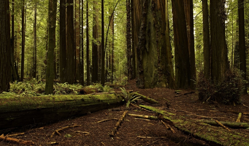 plants, dead, 2K, trees, log, forest, branch, moss, landscape, green, dead trees, wood, nature, leaves