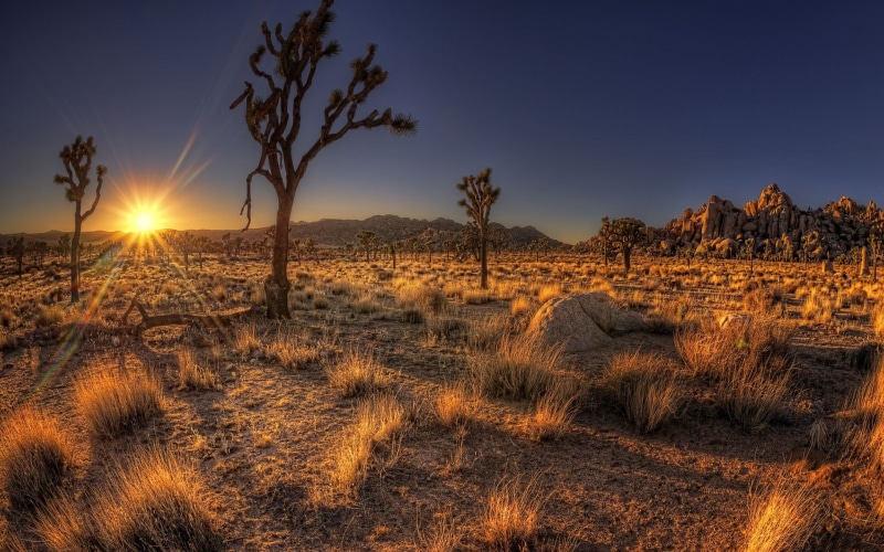 remote, arid climate, outdoors, Arizona, USA, field, trees, tranquility, environment, scenics - nature, landscape, sky, growth, climate, plant, tree, no people