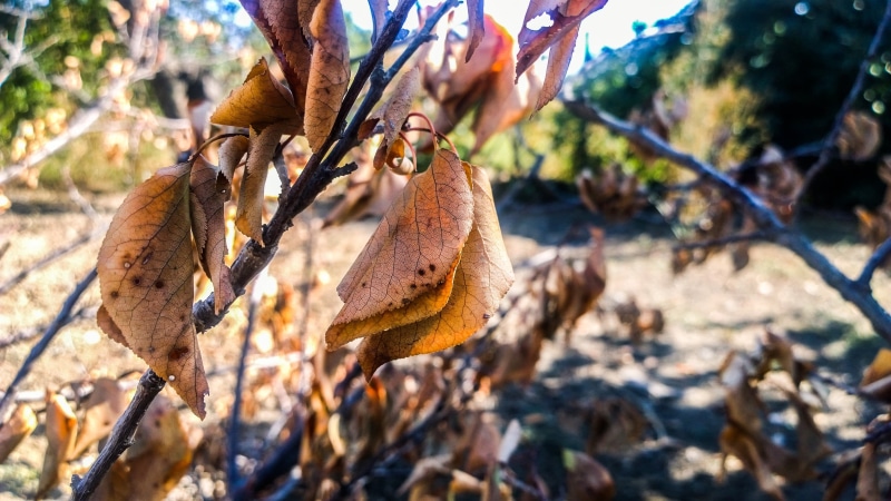 land, warm colors, outdoors, leaves, plants, food, 2K, growth, plant part, close-up, sunlight, plant, beauty in nature, tranquility, tree, brown, animal