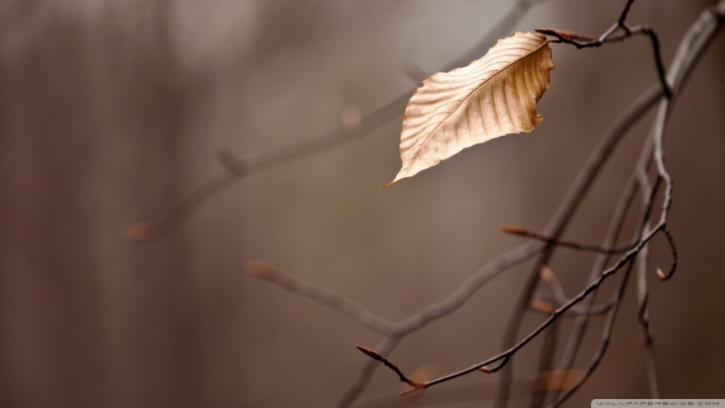 photography, leaves, plant stem, beauty in nature, dry, dead plant, no people, close-up, change, tranquility, tree, vulnerability, plant, nature, fall