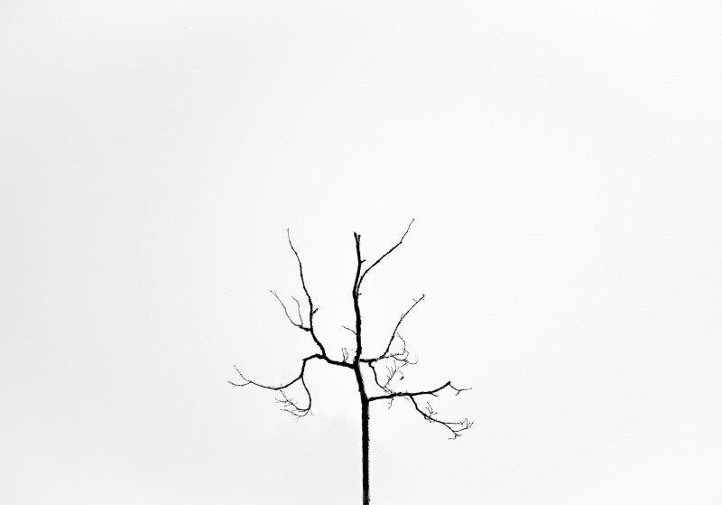 plant, minimal, photo, beauty in nature, copy space, dead plant, minimalism, no people, sky, photography, tranquility, bare tree, studio shot, isolated