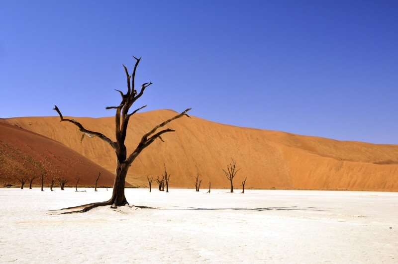 clear sky, dead vlei, dry, sossusvlei, blue, climate, deadvlei, outdoors, plant, tree, withered, remote, photography, arid climate, no people, landscape