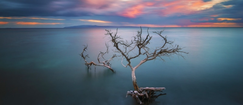 sunset, blue, non-urban scene, lake, cloud - sky, horizon, nature, sea, no people, beauty in nature, 1080P, calm, dead trees, idyllic, tree, tranquility
