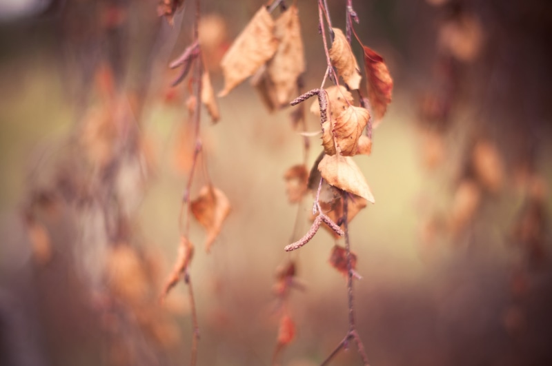 outdoors, wilted plant, nature, autumn collection, vulnerability, change, dried, growth, close-up, beauty in nature, day, autumn, 2K, fragility, macro