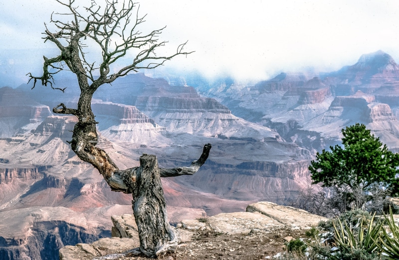 death, fall, day, gnarled, valley, environment, wood, outdoors, plant, 2K, one, season, stone, trunk, toroweap, wooden, national, national park, mountain range