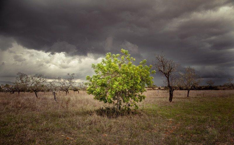 surrounded, cloud - sky, grass, leafed, youngtree, non-urban scene, deadtrees, Green, canon, single, Storm, Tree, Hope, power in nature, deadvegetation
