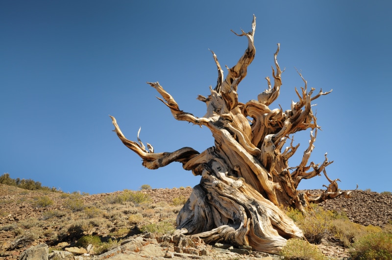 trunk, wood, clear sky, growth, beauty in nature, plant, semi-arid, 4K, tree, nature, tranquility, ancient pine, bristlecone pine, scenics - nature, blue sky