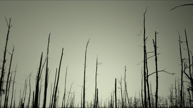 dead trees, wind, non-urban scene, scenics - nature, outdoors, 1080P, bare, beauty in nature, growth, plant, land, focus on foreground, tranquility, forest
