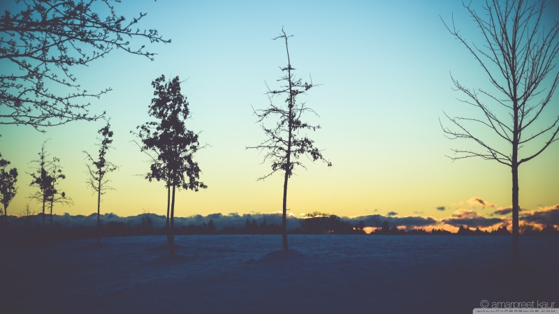 tranquil scene, non-urban scene, beauty in nature, scenics - nature, sky, silhouette, dead trees, no people, land, 2K, nature, trees, orange color, growth