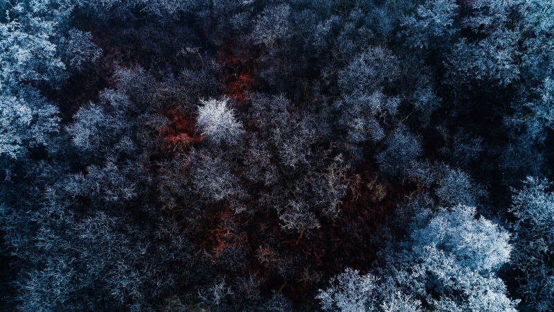winter, low angle view, white, green, aerial, night, pine trees, leafed, 4K, beauty in nature, astronomy, forest, tranquil scene, cold temperature, space