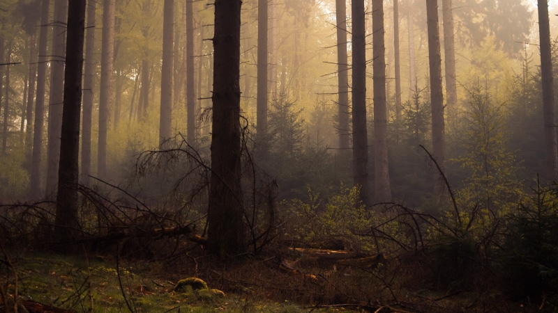 dead trees, trees, tree, tranquil scene, dawn, nature, woodland, day, changing form, twilight, landscape, environment, scenics - nature, trunk, forest