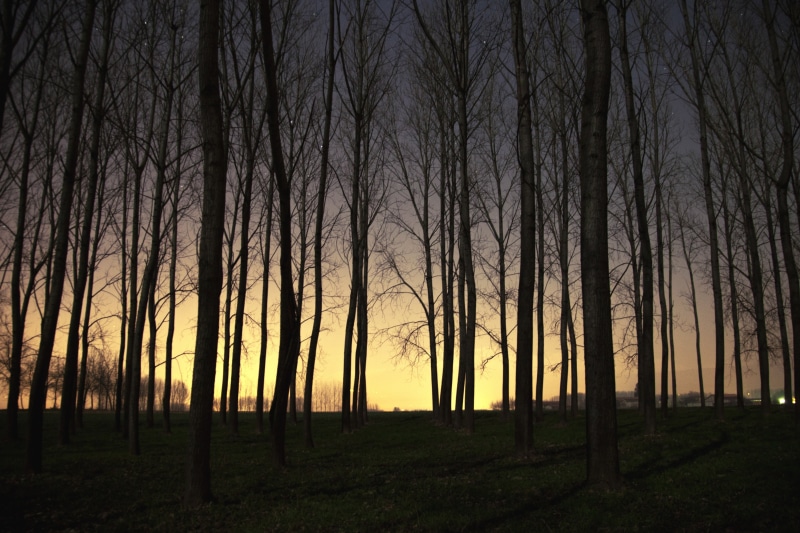 sunset, tree trunk, environment, 5K, plant, tranquil scene, sky, woodland, forest, land, bare tree, nature, brown, bare, dead trees, trunk, trees, tree