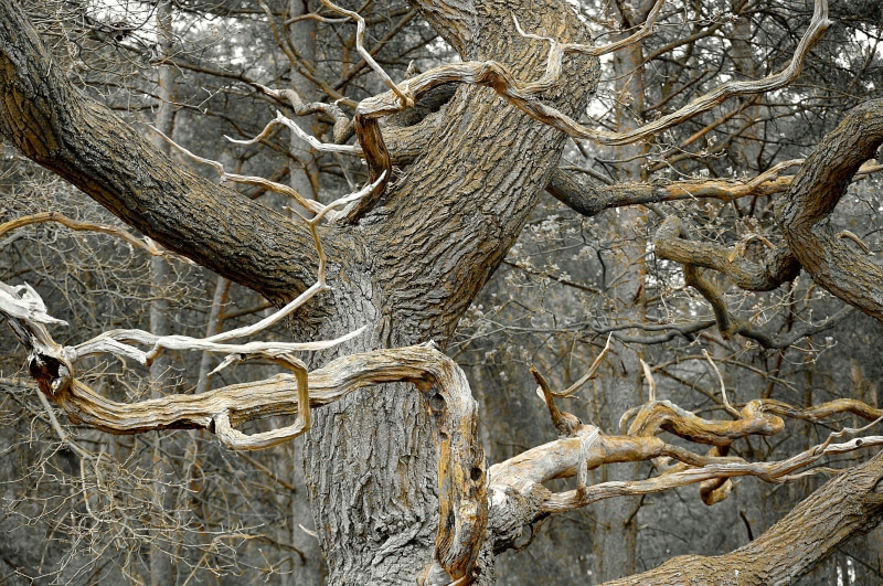 animal themes, plant part, tribe, tree, non-urban scene, beauty in nature, Plant, Grove, branch, view, log, 4K, close-up, root, weathered, tranquility