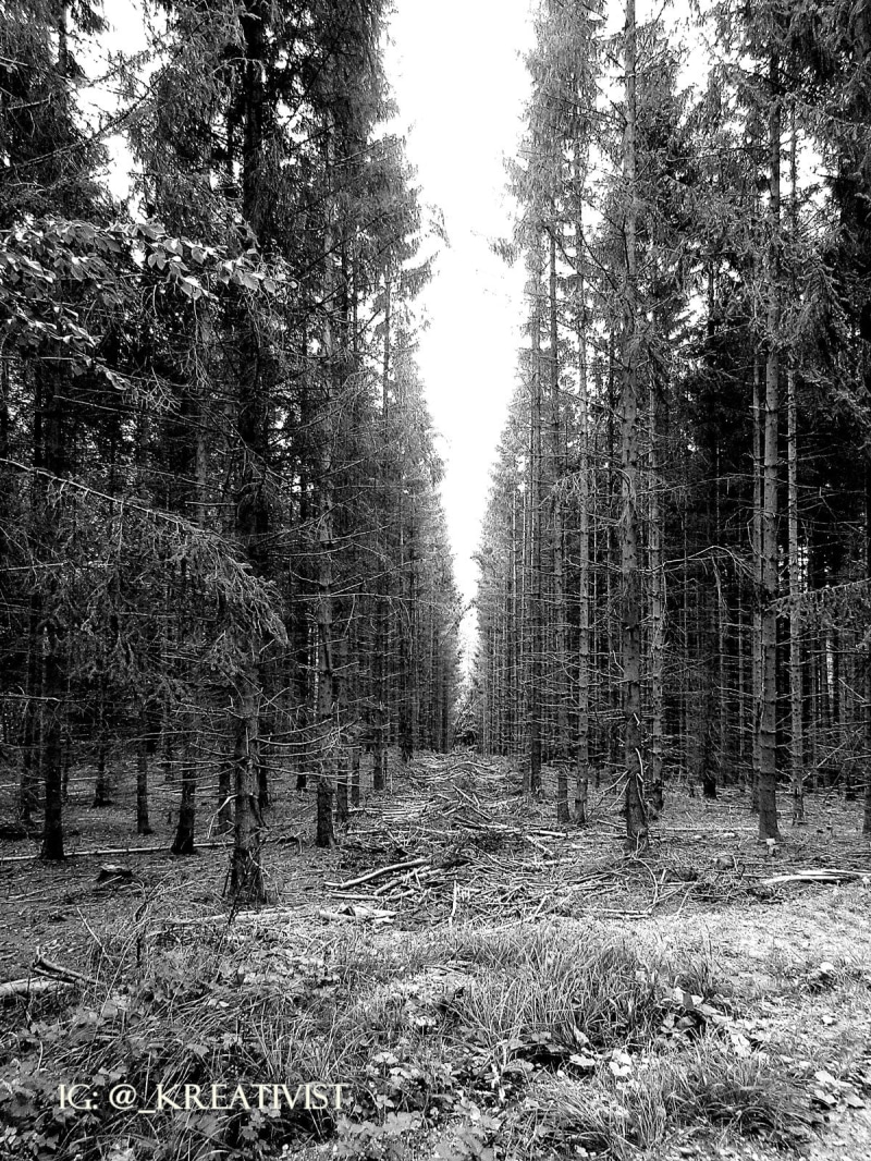 woodland, tranquility, tranquil scene, field, outdoors, day, nature, non-urban scene, land, tree trunk, forest, scenics - nature, trunk, tree, environment