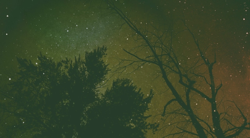 sky, landscape, nature, 1080P, dead trees