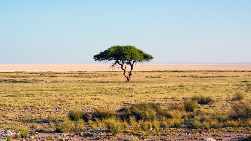 grass, land, tranquility, nature, day, sky, horizon over land, trees, landscape, clear sky, beauty in nature, arid climate, single tree, green, no people