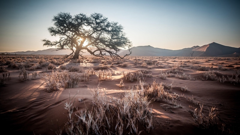 africa, tranquility, sunset, land, lonely tree, desert, tree, sunrise, nature, landscape, scenics - nature, environment, water, beauty in nature, mountain