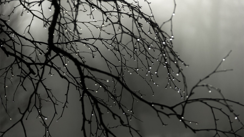 depth of field, mist, branch, nature, water drops, wood, 1080P, monochrome, minimalism, landscape, rain, trees
