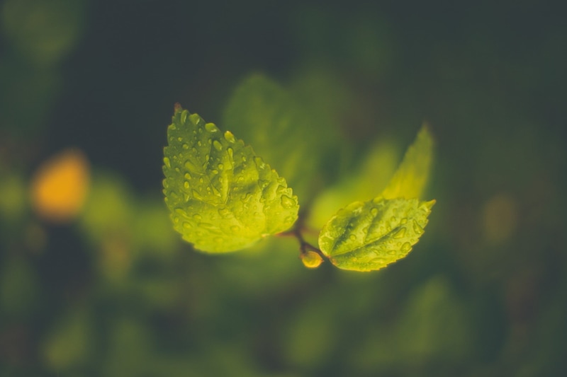 water drops, no People, plant, beauty In Nature, vibrant Color, sunlight, springtime, leafed, leaves, green Color, nature, selective focus, depth of field