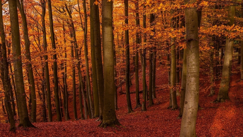 growth, forest, landscape, leafed, leaves, trunk, fall, 1080P, tranquil scene, sunlight, autumn collection, trees, tree trunk, pine tree, no people, autumn