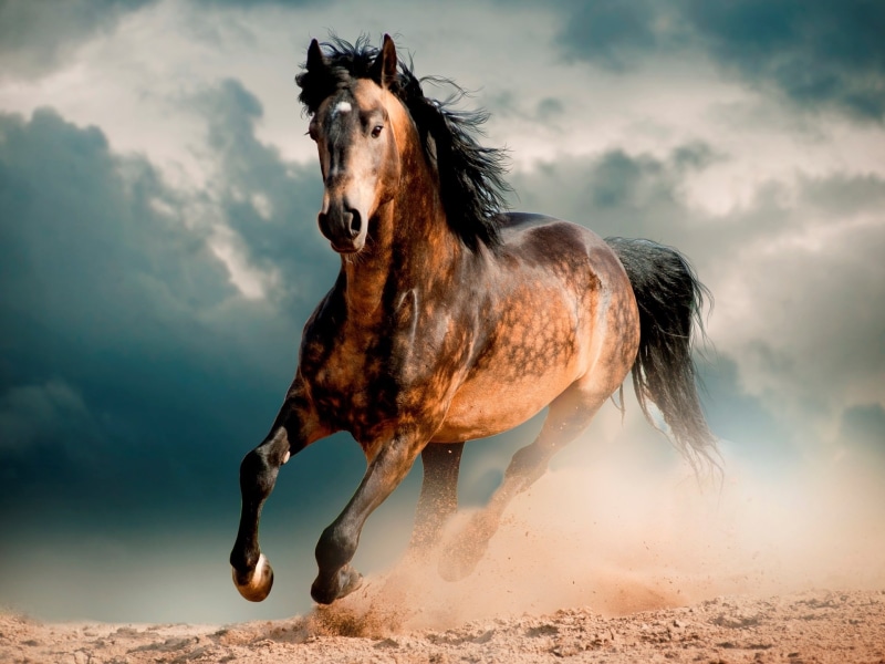 Desert, Mustang, 1080P, Gallop, Horse