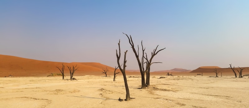 environment, desert, outdoors, sossusvlei, 4K, clear sky, trees, heiss, arid Climate, national park, sand dunes, tranquil scene, dead, sand, nature, scenics - nature