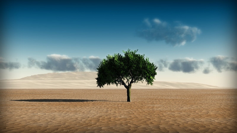 middle, sky, sand, green, tree, nature, green tree, Background, dry, landscape, desert, to Use, 720P